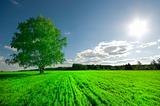 green tree on the field and cloudy sky