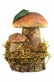 Still-life of two brown mushrooms