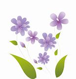 purple daisy  flower
