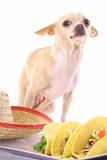 shot of a chihuahua posing with tacos