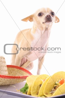 shot of a chihuahua posing with tacos