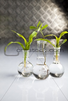 Plants  and laboratory