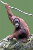 Orangutan sitting on rock