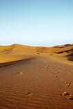 late afternoon on Sahara desert