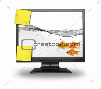 small group of goldfish inside LCD screen