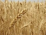wheat ear