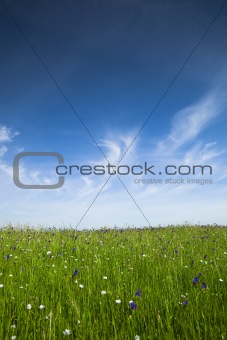 Green meadow