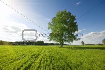 one green tree on the field 