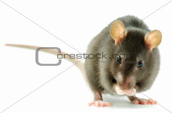  rat  