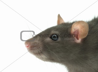 rat  