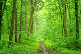  green forest                                         