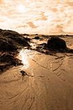 seaweed covered beach rocks at sunset
