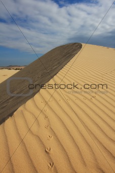 Bird Steps on Sand Dune