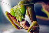 Macro shot of a Praying mantis eating a cricket