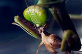 A macro shot of a Praying Mantis eating a cricket 