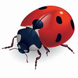 Ladybug. (Lat. Coccinellidae)