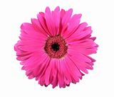 One pink flower isolated on white background