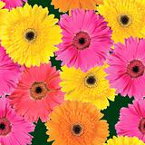 Background of pink, yellow and orange flowers