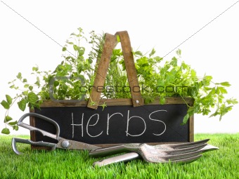 Garden box with assortment of herbs and tools