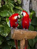 Couple of Macaws