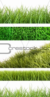Assortment of different grass on white