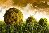 Moss covered balls laying in tall grass