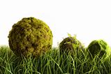 Moss covered balls laying in tall  grass