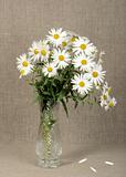 Bouquet with white camomiles