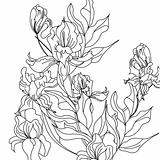 Sketch with Iris flowers