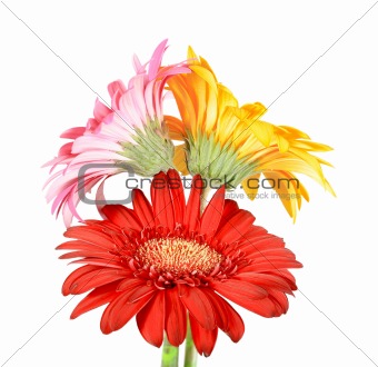 Bouquet of three flowers