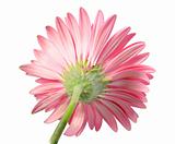 Back-side of pink flower