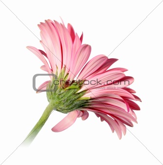 Back-side of pink flower