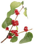 Branch with green leaf and red berryes