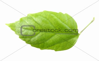One green leaf