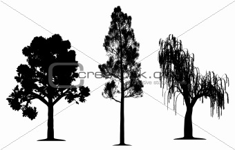 Oak, forest pine and weeping willow tree