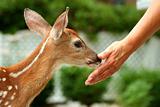 Young fawn and human hand