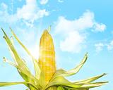 Corn in the sun 
