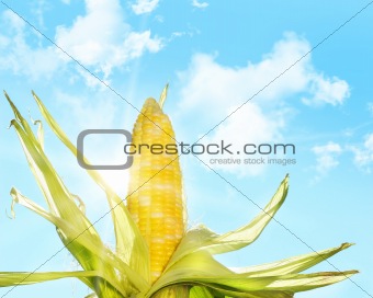 Corn in the sun 