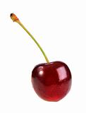 Single dark-red sweet-cherry