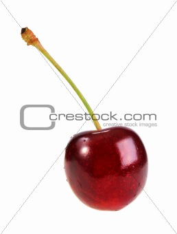 Single dark-red sweet-cherry