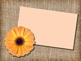 One orange flower with message-card