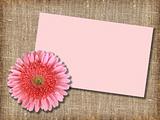 One pink flower with message-card
