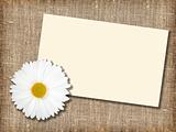 One white flower with message-card