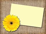 One yellow flower with message-card