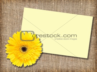 One yellow flower with message-card