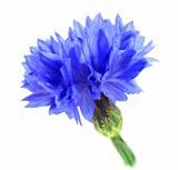 One blue flower
