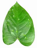 One green leaf with dew