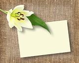 One white flower with message-card