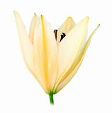 One white-yellow lily