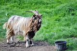 Chained Goat